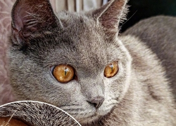 Telefon baru Redmi akan datang dengan kamera 64MP