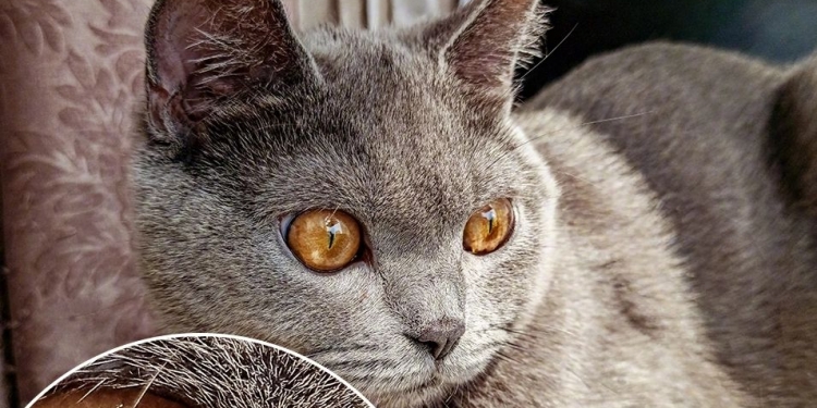 Telefon baru Redmi akan datang dengan kamera 64MP