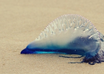 Jabatan Perikanan Negeri Terengganu Beri Amaran Kemunculan Obor-Obor Berbahaya