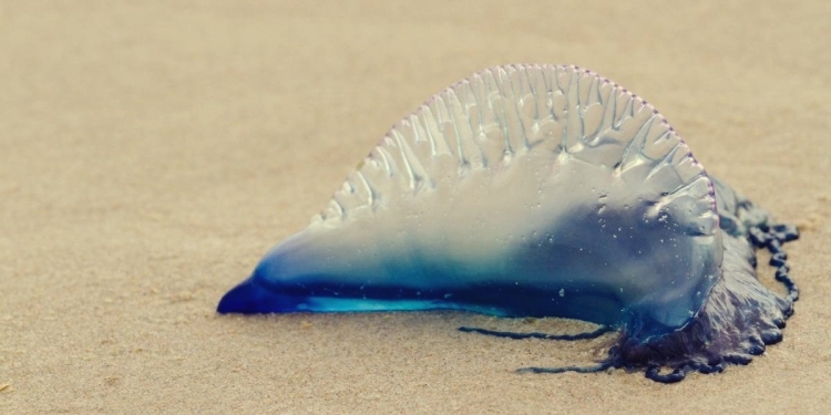 Jabatan Perikanan Negeri Terengganu Beri Amaran Kemunculan Obor-Obor Berbahaya