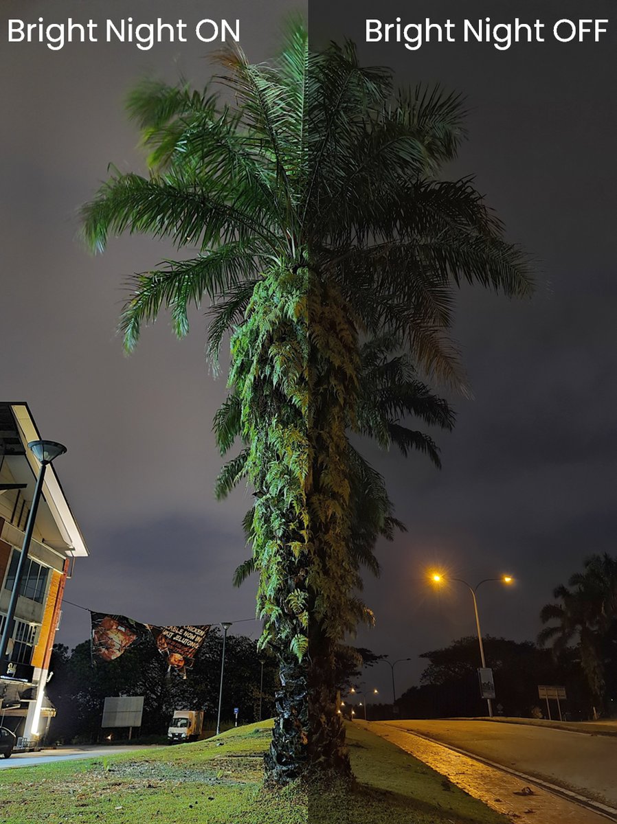 A palm tree

Description automatically generated