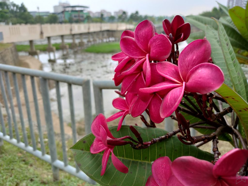 A pink flower on a plant

Description automatically generated