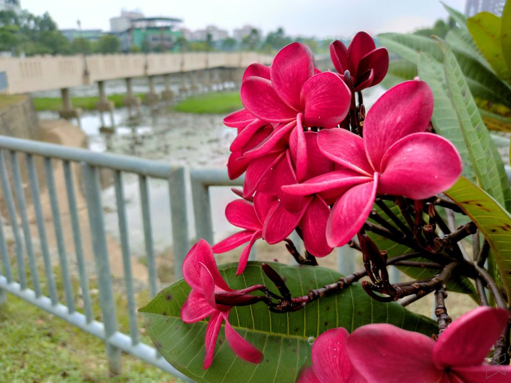 A pink flower on a plant

Description automatically generated