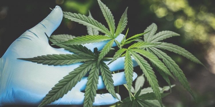 PBB iktiraf Kanabis sebagai ubat tetapi Malaysia kekal melarang penggunaannya