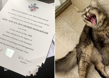 Kucing peliharaan kunyah sijil Ijazah tuan, tular di Twitter