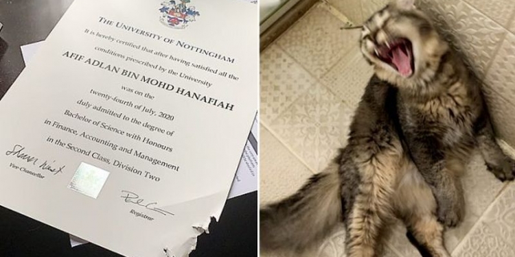 Kucing peliharaan kunyah sijil Ijazah tuan, tular di Twitter