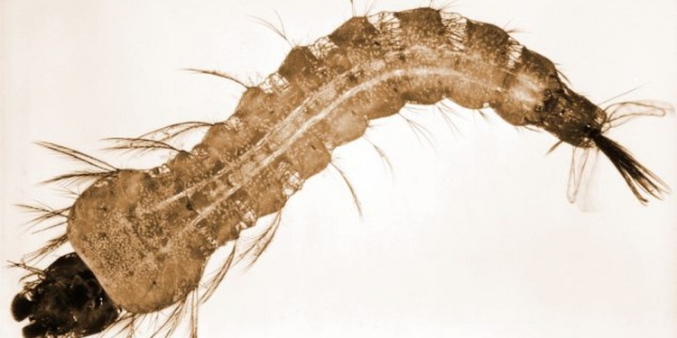 Menurut CDC, artikel tentang penyakit sepanjang 2020 bukanlah COVID-19, tapi Malaria