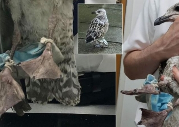 Topeng muka kini jadi ancaman haiwan, burung ditemui terjerat tali