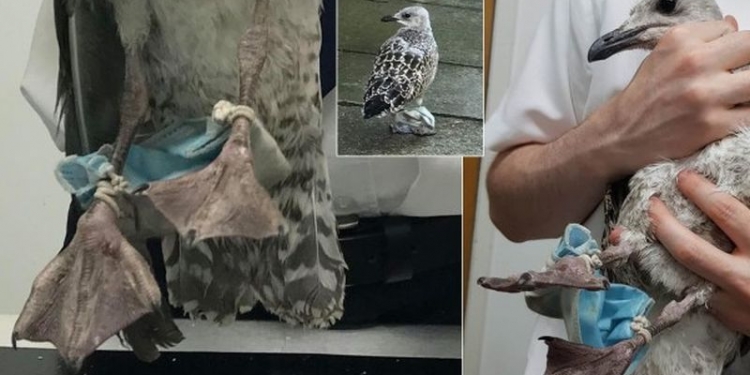 Topeng muka kini jadi ancaman haiwan, burung ditemui terjerat tali