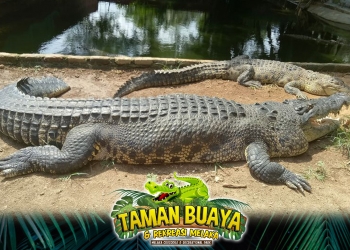 Kunjungi Taman Buaya Melaka secara maya dengan harga sangat murah