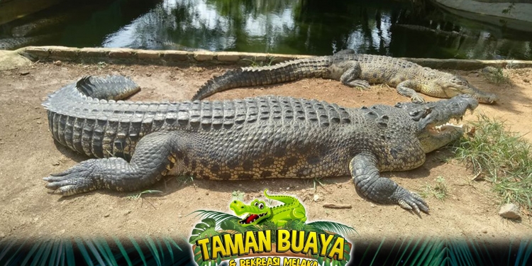 Kunjungi Taman Buaya Melaka secara maya dengan harga sangat murah