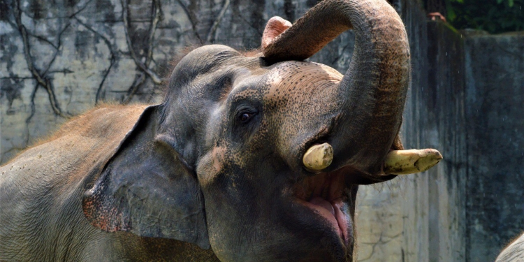 Sertai lawatan maya ke Zoo Taiping untuk melihat aksi gajah Malaysia