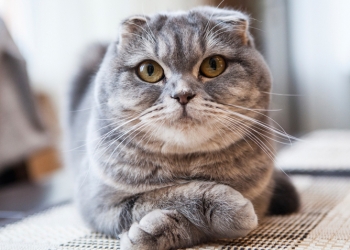 Guru tadika rugi RM69,030, tertipu beli kucing di Facebook