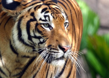 Betulkah pembalakan baik untuk harimau? Ini kenyataan WWF Malaysia