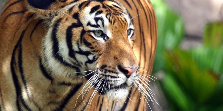 Betulkah pembalakan baik untuk harimau? Ini kenyataan WWF Malaysia