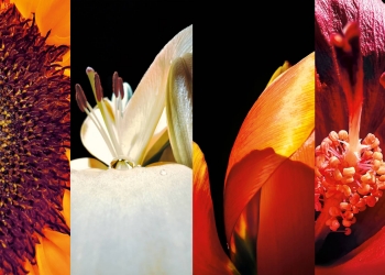 4 bunga terpilih sebagai pemenang Shot on iPhone Macro Challenge