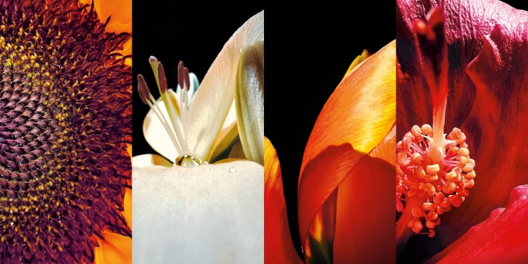 4 bunga terpilih sebagai pemenang Shot on iPhone Macro Challenge