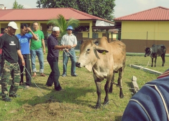 Hari Raya Aidiladha 2022: Ini 3 saluran untuk anda lakukan ibadah korban