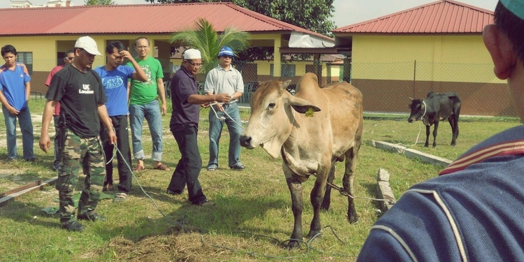 Hari Raya Aidiladha 2022: Ini 3 saluran untuk anda lakukan ibadah korban