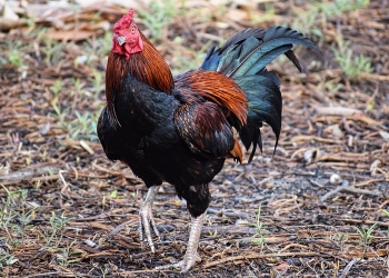 Kajian dapati ayam lebih sihat dan sedap apabila diberi ganja