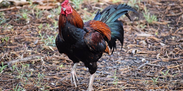 Kajian dapati ayam lebih sihat dan sedap apabila diberi ganja