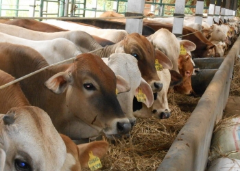 TIPS: 5 platform untuk bayar qurban secara online dalam Malaysia