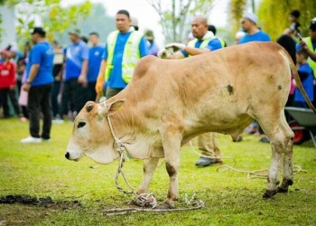 Nak laksana ibadah korban? Ini 5 platform online yang dipercayai anda boleh guna (2024)