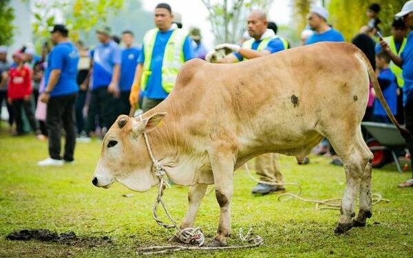 Nak laksana ibadah korban? Ini 5 platform online yang dipercayai anda boleh guna (2024)